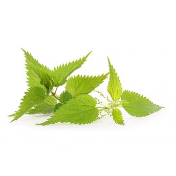 Гидролат Крапивы, 150 мл.| Мастерская Лавровых